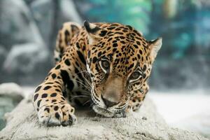 jaguar Panthera onca photo