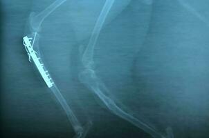 x ray picture of wild animal photo