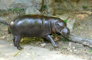 pygmy hippo in zoo photo