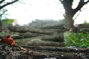 Forest Logs Wood and Blurry Bokeh photo