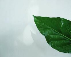 Leaf With Shadow Background Gray photo