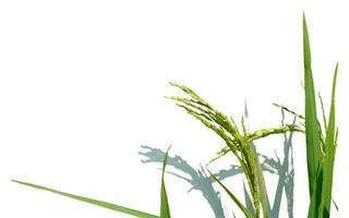 Rice Stalk on White Background photo