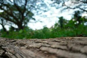 naturaleza registros madera y borroso bokeh foto