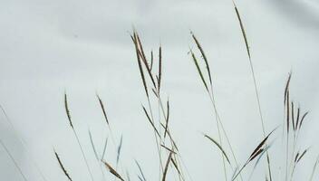 Plant Cloudy Background photo