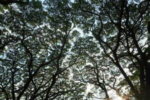 Nature View From Below Of Tree photo