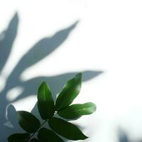 Leaf With Shadow Background Sunny photo