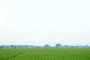 Green Rice Field Background Photography photo