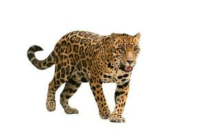 jaguar  panthera onca  isolated photo