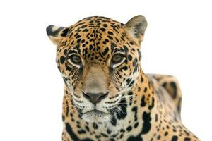 jaguar Panthera onca  isolated photo