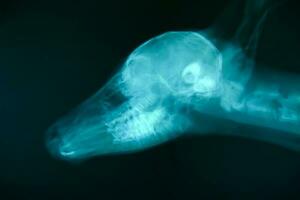 x ray picture of wild animal photo