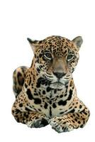 jaguar panthera onca aislado foto