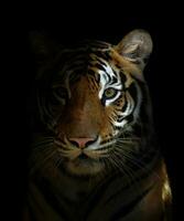 bengal tiger head photo