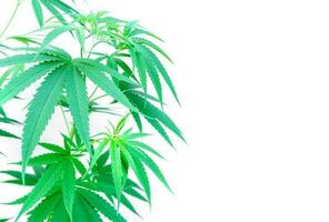 Marijuana plant leaves on white background photo