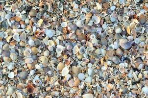 variety of broken seashells photo