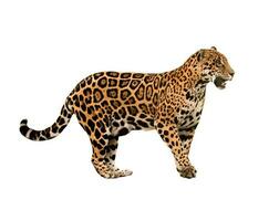 jaguar  panthera onca  isolated photo