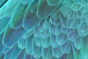 close up of blue and yellow macaw wing photo