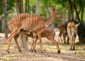 female nyala with their young photo