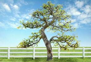 white fence on green grass with blue sky photo