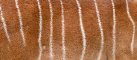 textured of nyala fur photo
