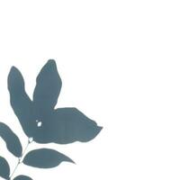 Leaf Shadow White Background photo