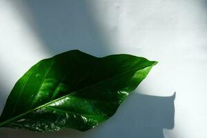 Leaf With Shadow Background Minimal photo