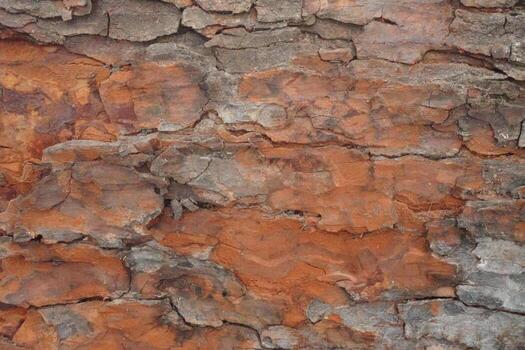 Pattern Tree Bark Texture photo
