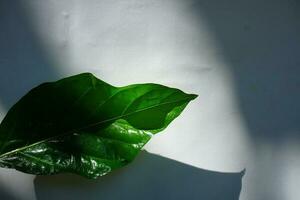 Leaf With Shadow Background Sunlight photo