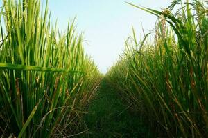 Green Rice Field Background Photography photo