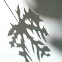 Abstract Leaf Shadow Background photo