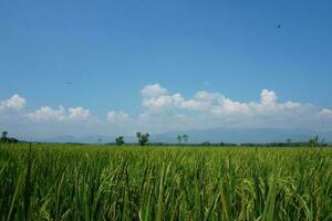 Green Rice Field and Blue Sky Landscape on the Farm photo