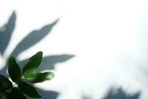 Leaf With Shadow Background Foliage photo