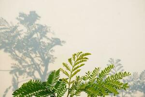 Natural Plant With Shadow Background photo