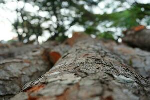 Up View Logs Wood and Blurry Bokeh photo