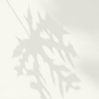 Abstract Plant Shadow Background photo