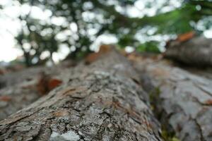 Up View Logs Wood and Blurry Bokeh photo