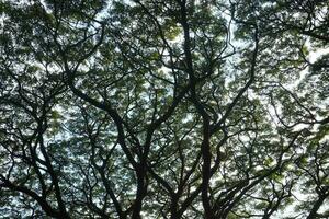 View From Below Of Tree Background photo