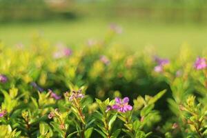 Purple Flower Background photo