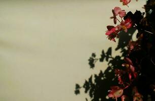 Pink Flower With Shadow photo