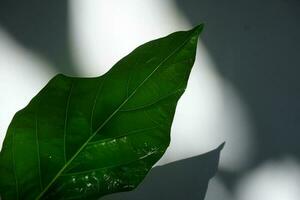 Botanical Leaf With Shadow Background photo