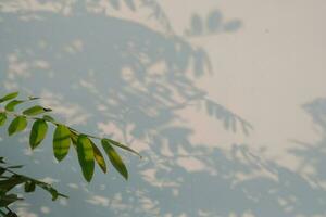 Natural Plant With Shadow Background photo