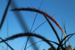 Plant Blue Sky Background photo