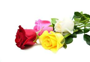 group of colorful rose photo