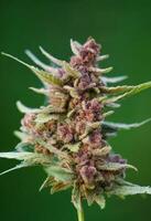 Close up of flowering cannabis plant photo