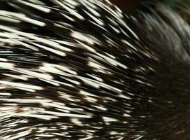 porcupine spine close up photo