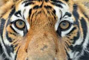 bengal tiger eyes photo