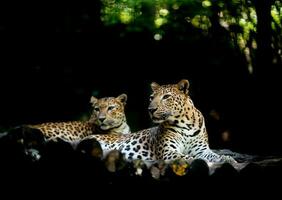 jajuar resting on timber photo