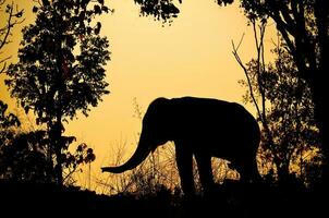 elefante asiático en el bosque foto