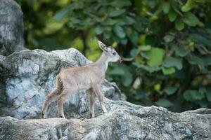 young goral standing on the rock photo