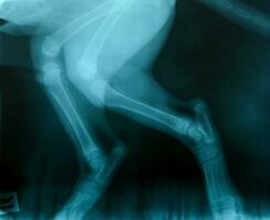 x ray picture of wild animal photo