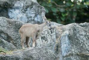 young goral standing on the rock photo